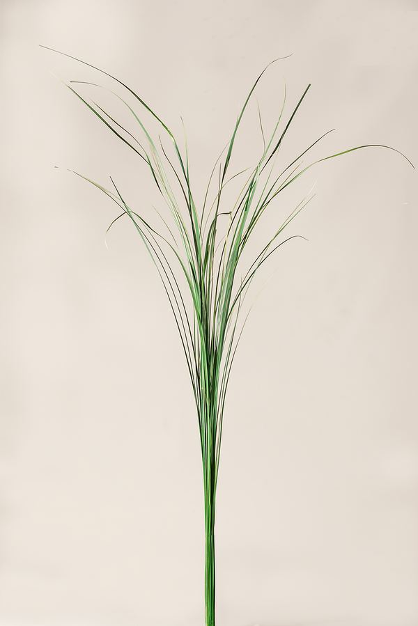 Ginerium