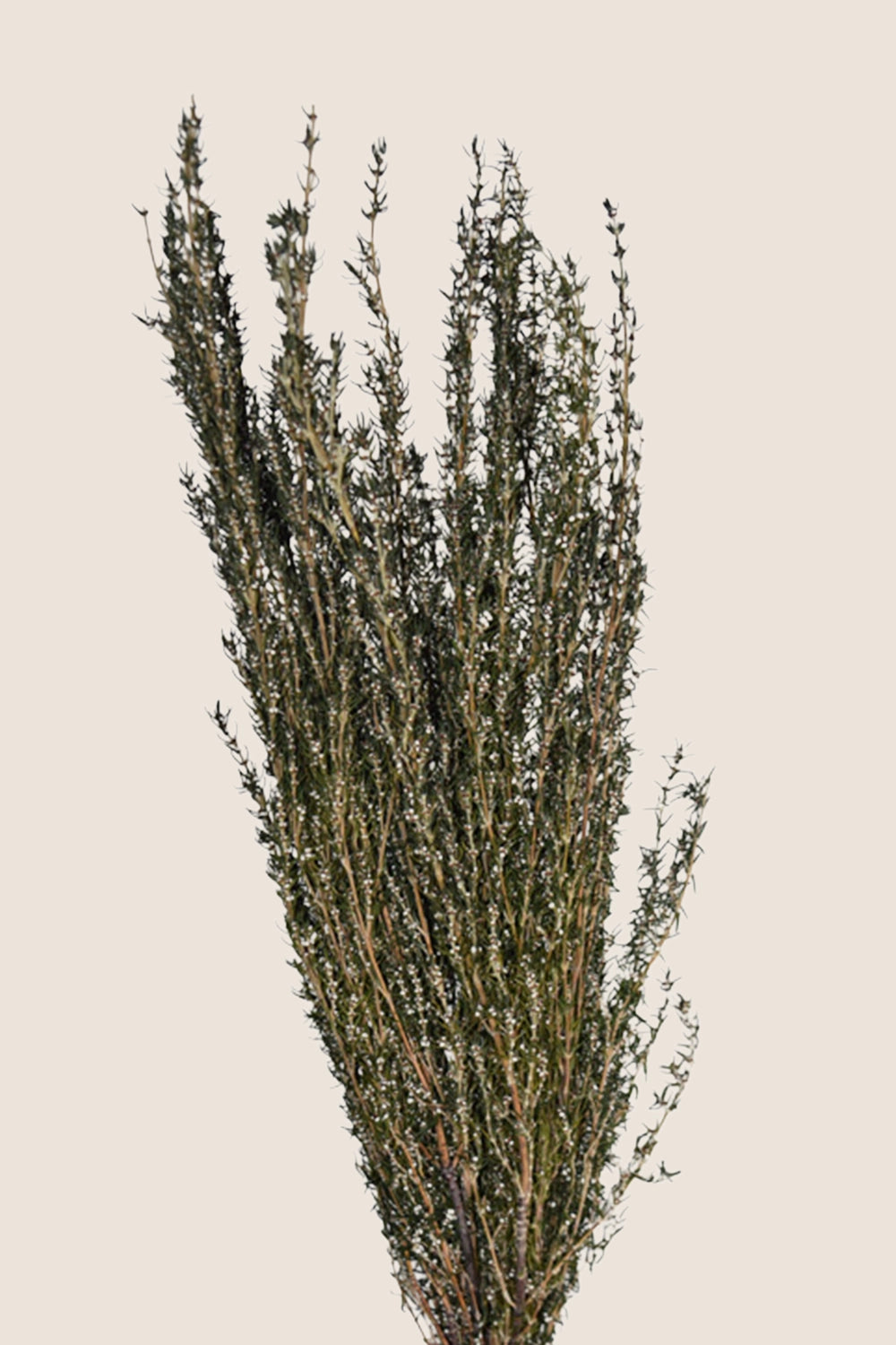 Grabia