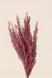 Corail