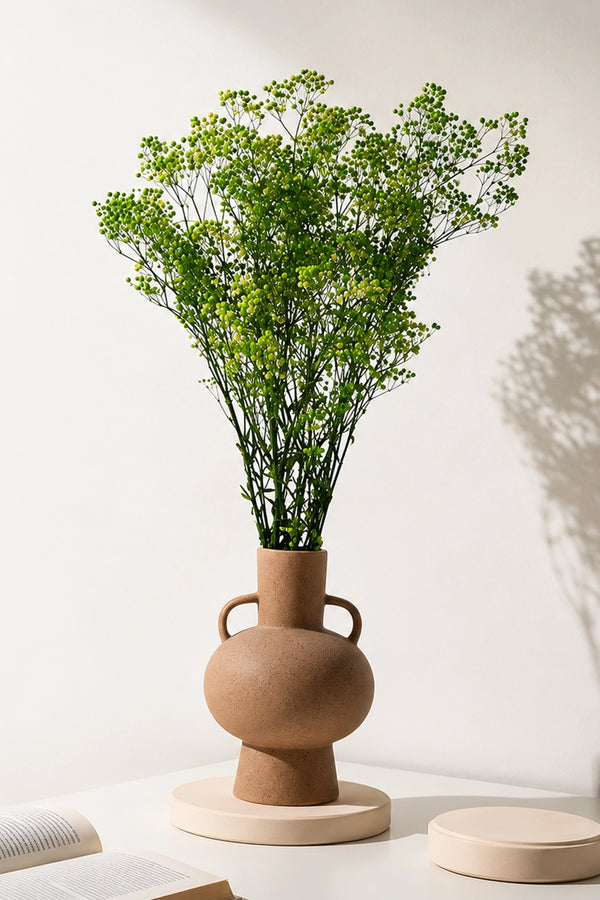 Gypsophila