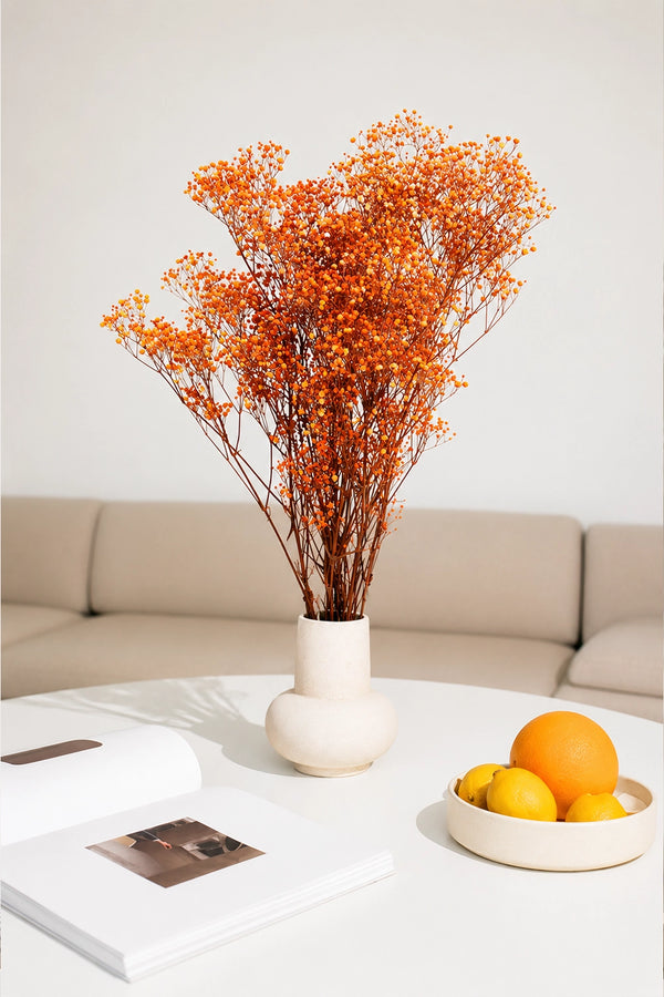 Gypsophila