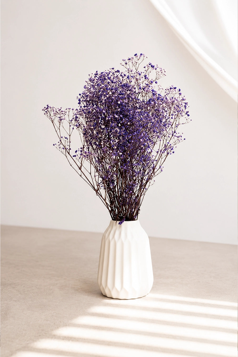 Gypsophila