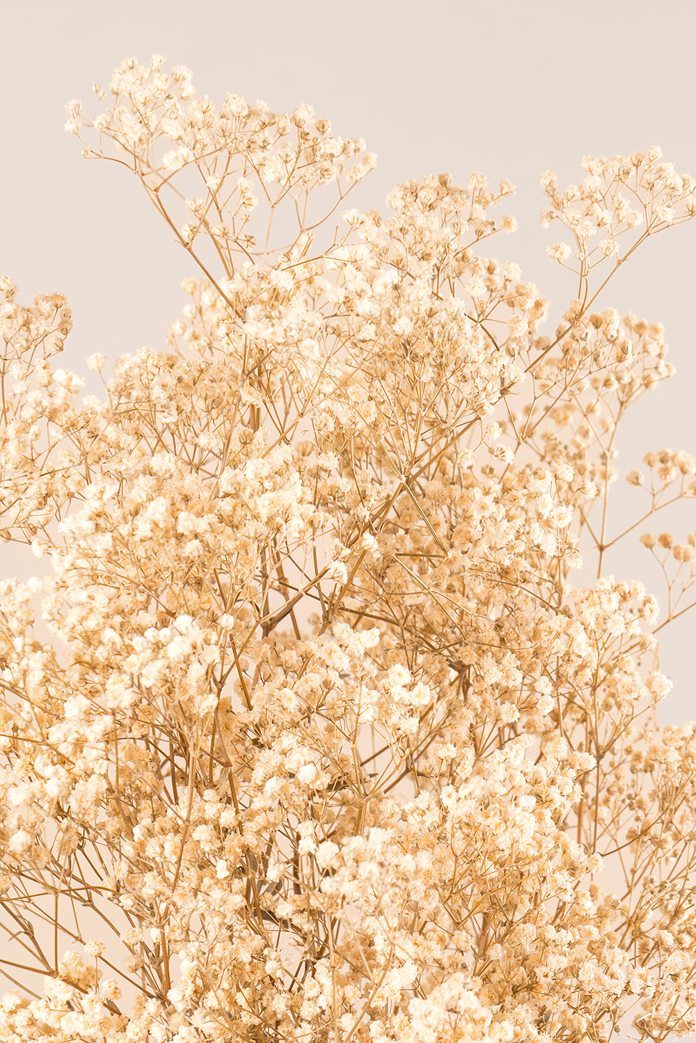Gypsophila