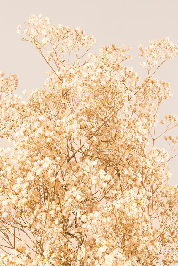 Gypsophila