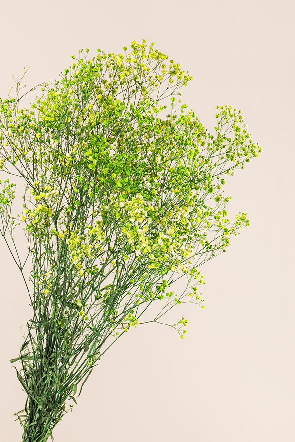 Gypsophila