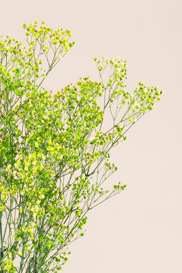 Gypsophila