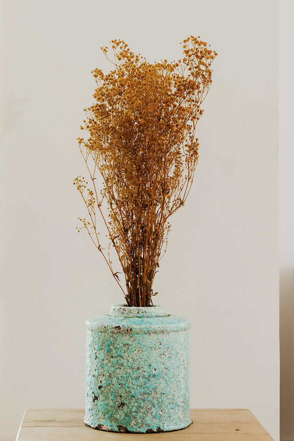 Gypsophila