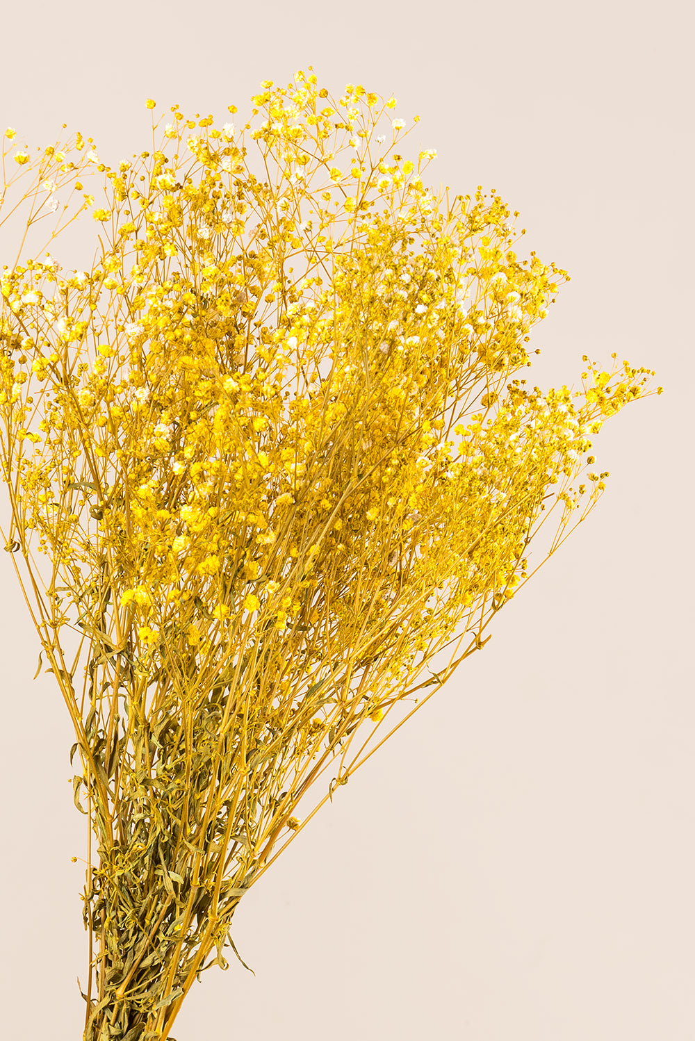 Gypsophila
