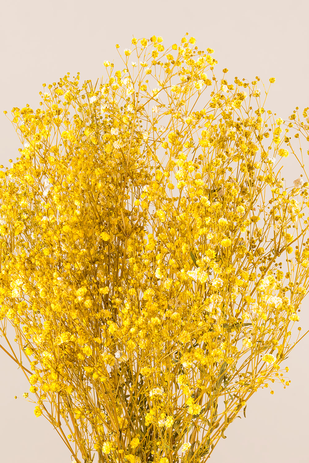 Gypsophila