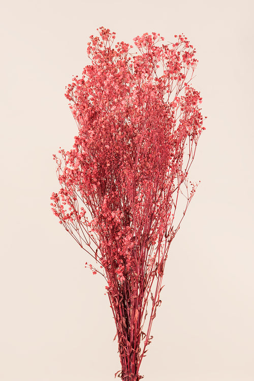 Krebsrose