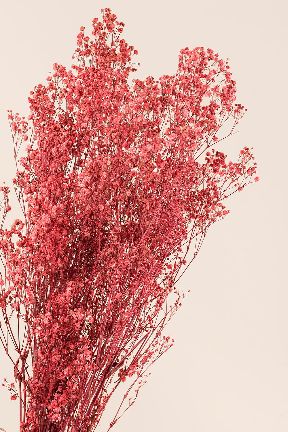 Gypsophila