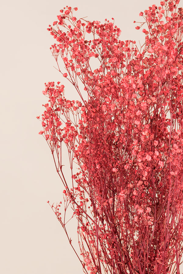 Gypsophila