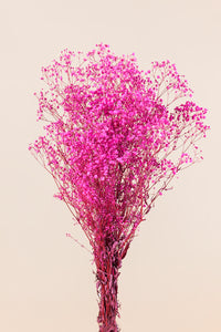 Rose vif