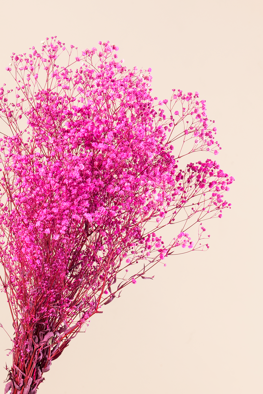 Gypsophila