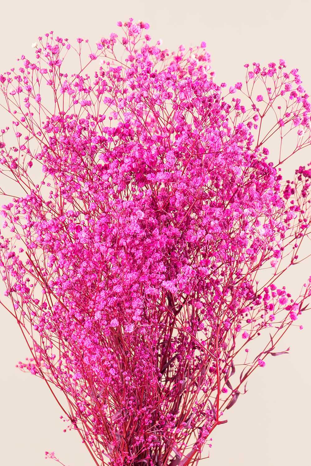 Gypsophila