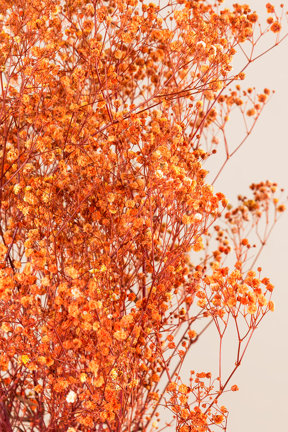 Gypsophila