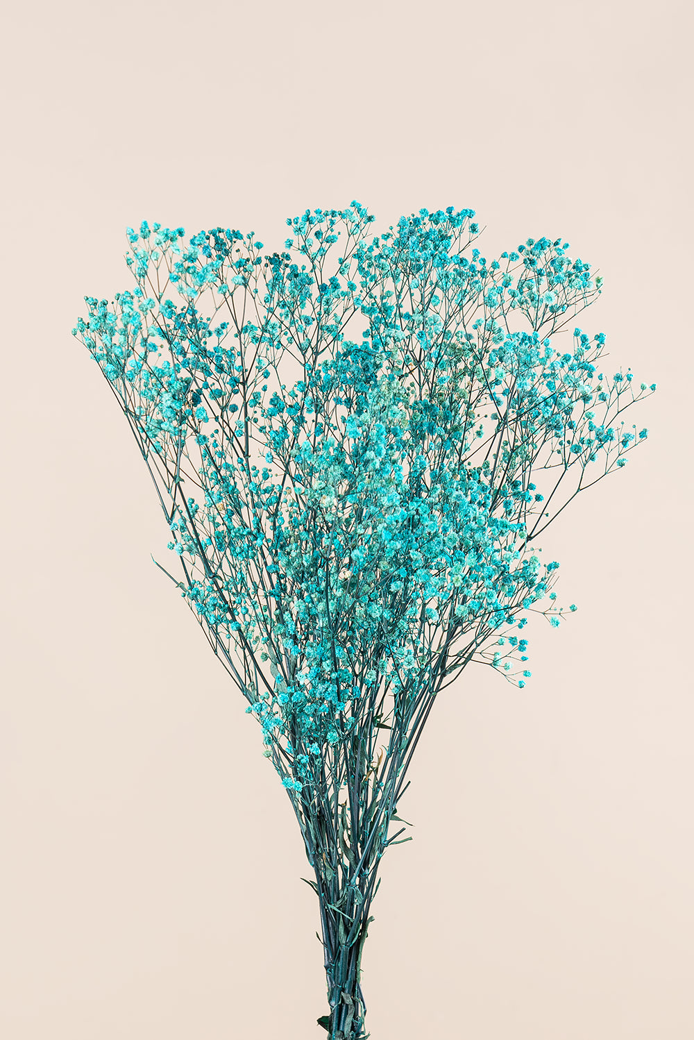 Gypsophila