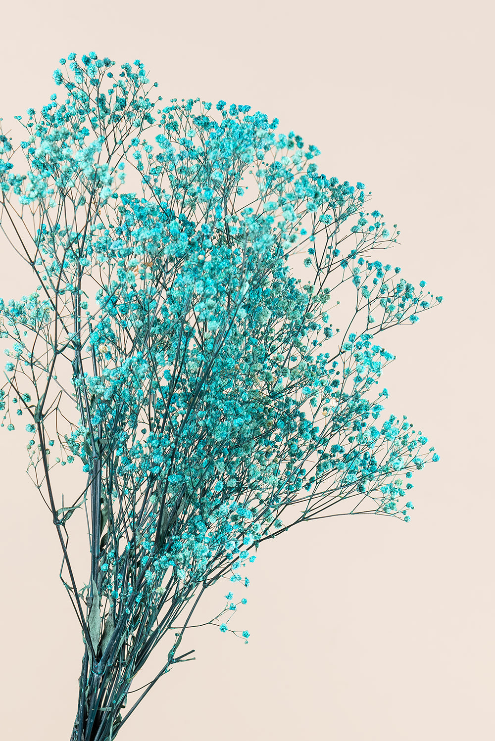 Gypsophila
