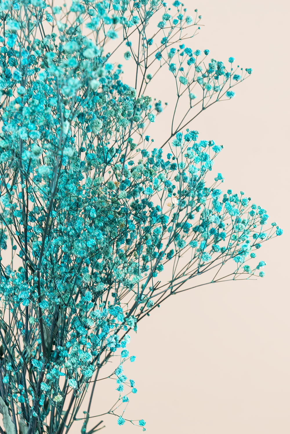 Gypsophila