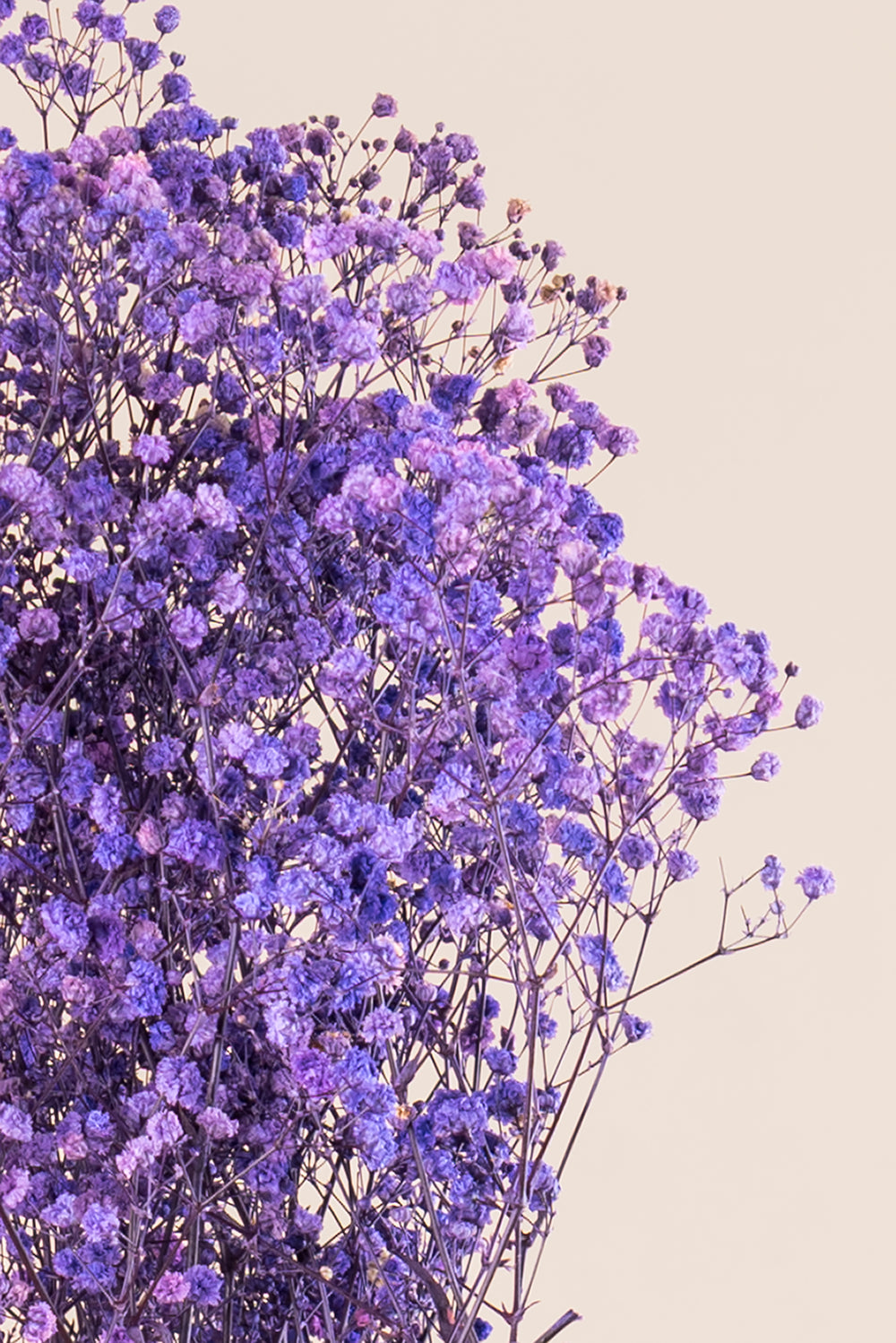 Gypsophila