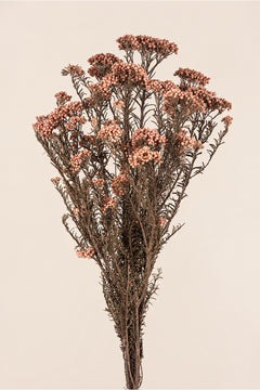 Pink Nude - NEW - Limited Edition