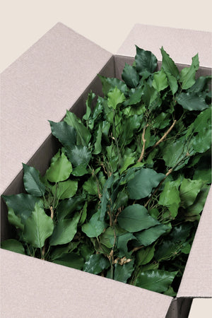 Lierre Hedera Arborea - en vrac