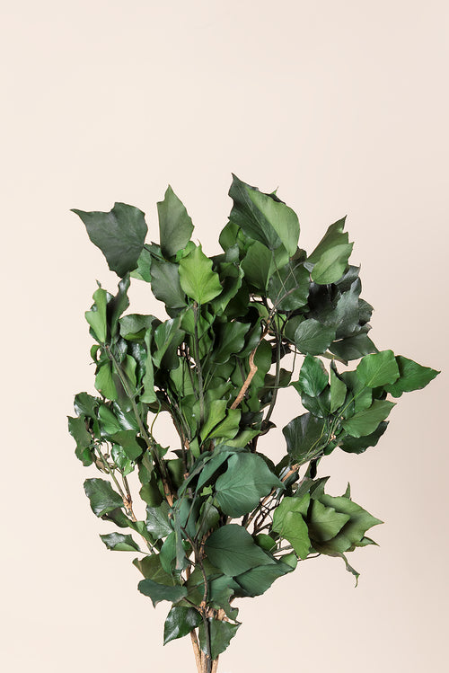 Ivy Hedera Arborea