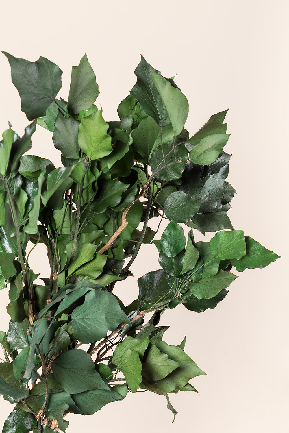 Ivy Hedera Arborea