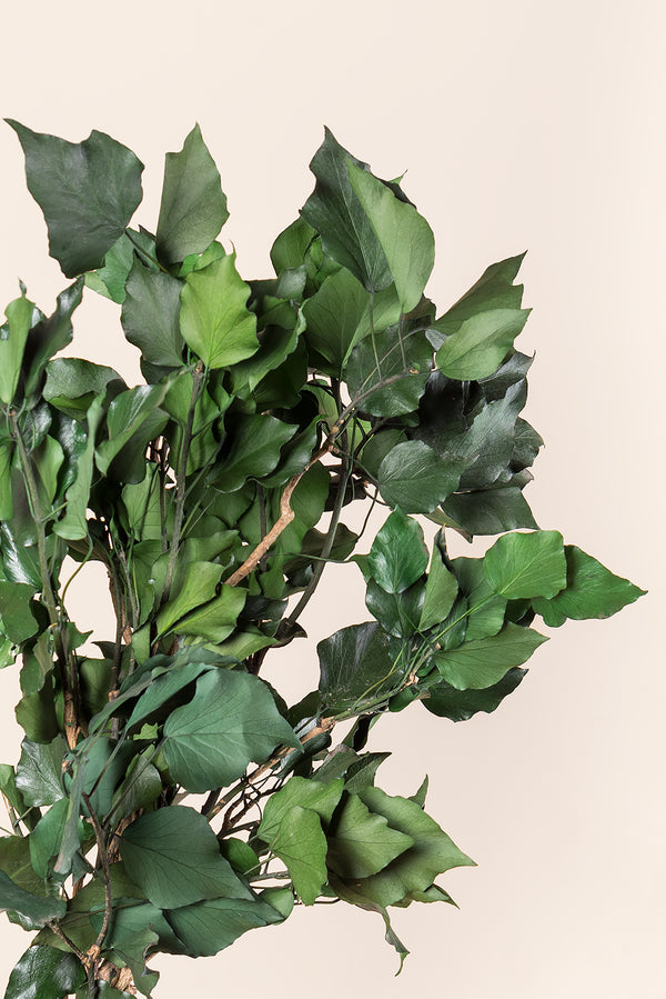 Hiedra Arborea
