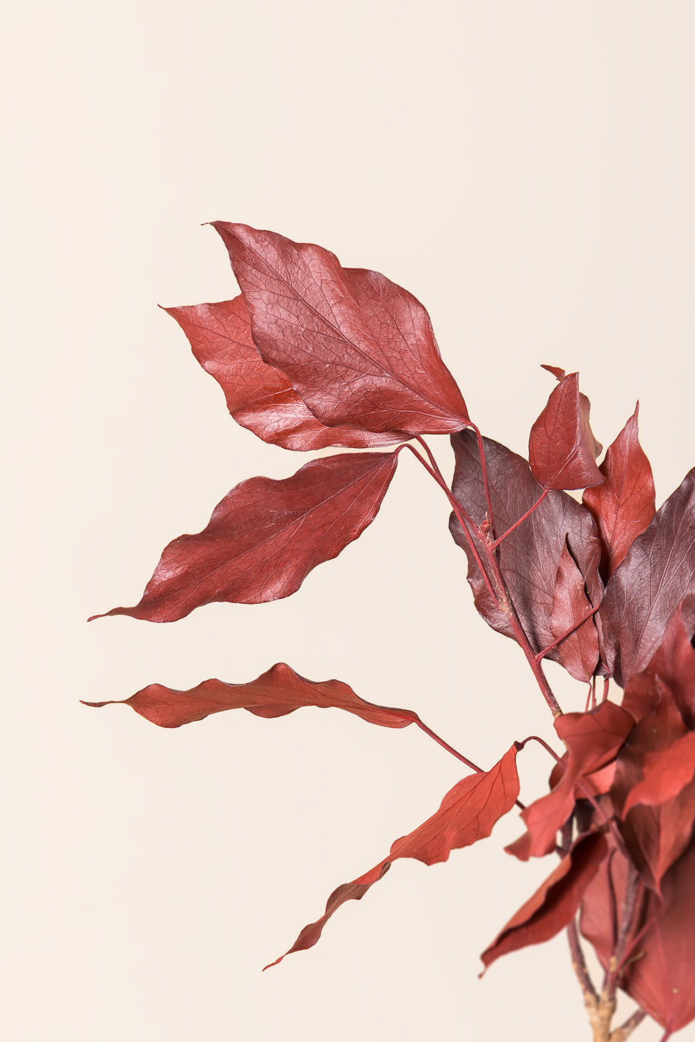 Ivy Hedera Arborea