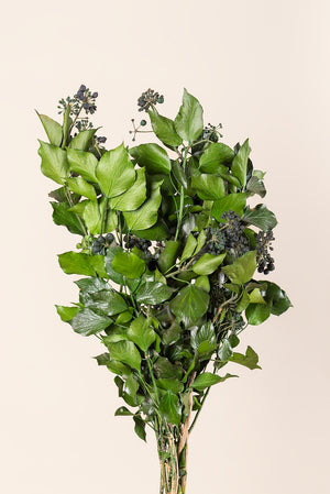 Lierre Hedera Arborea - fruits en vrac