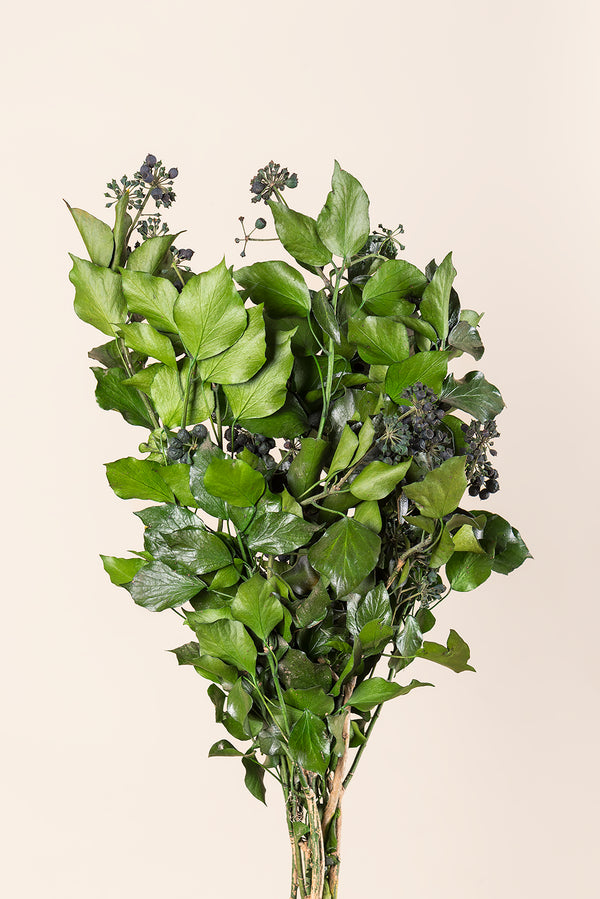Hiedra Hedera Arborea con frutos - a granel