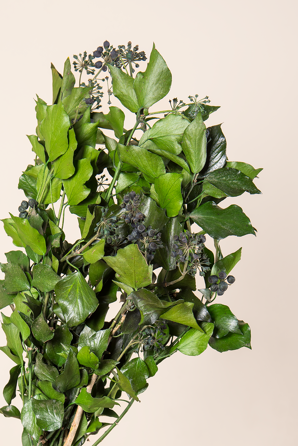 Ivy Hedera Arborea - fruits Bulk
