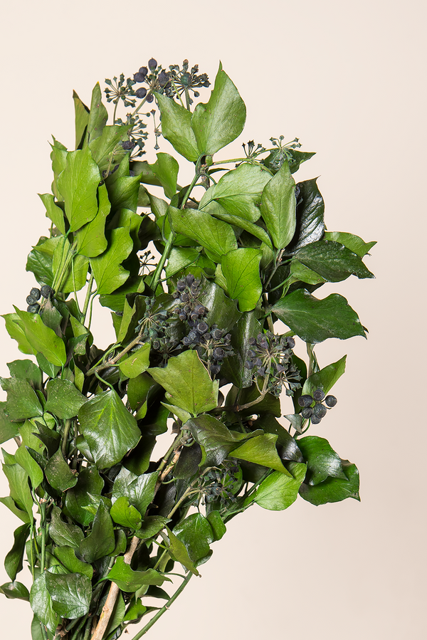 Hiedra Hedera Arborea con frutos - a granel