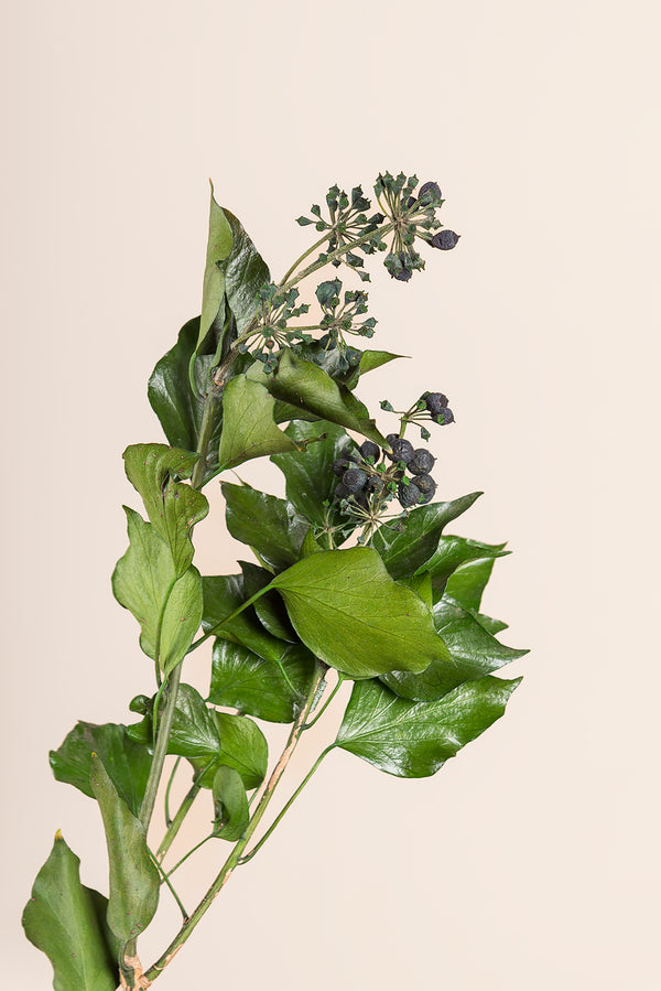 Hiedra Hedera Arborea con frutos - a granel
