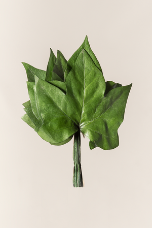 Feuilles de lierre