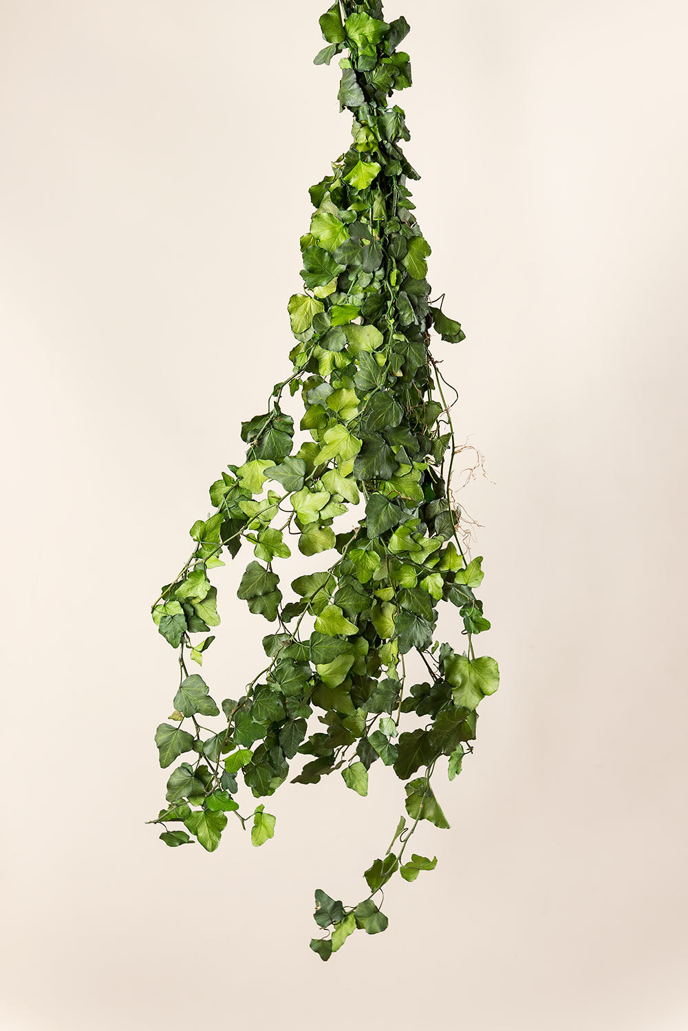 Efeu Hedera Helix Mini