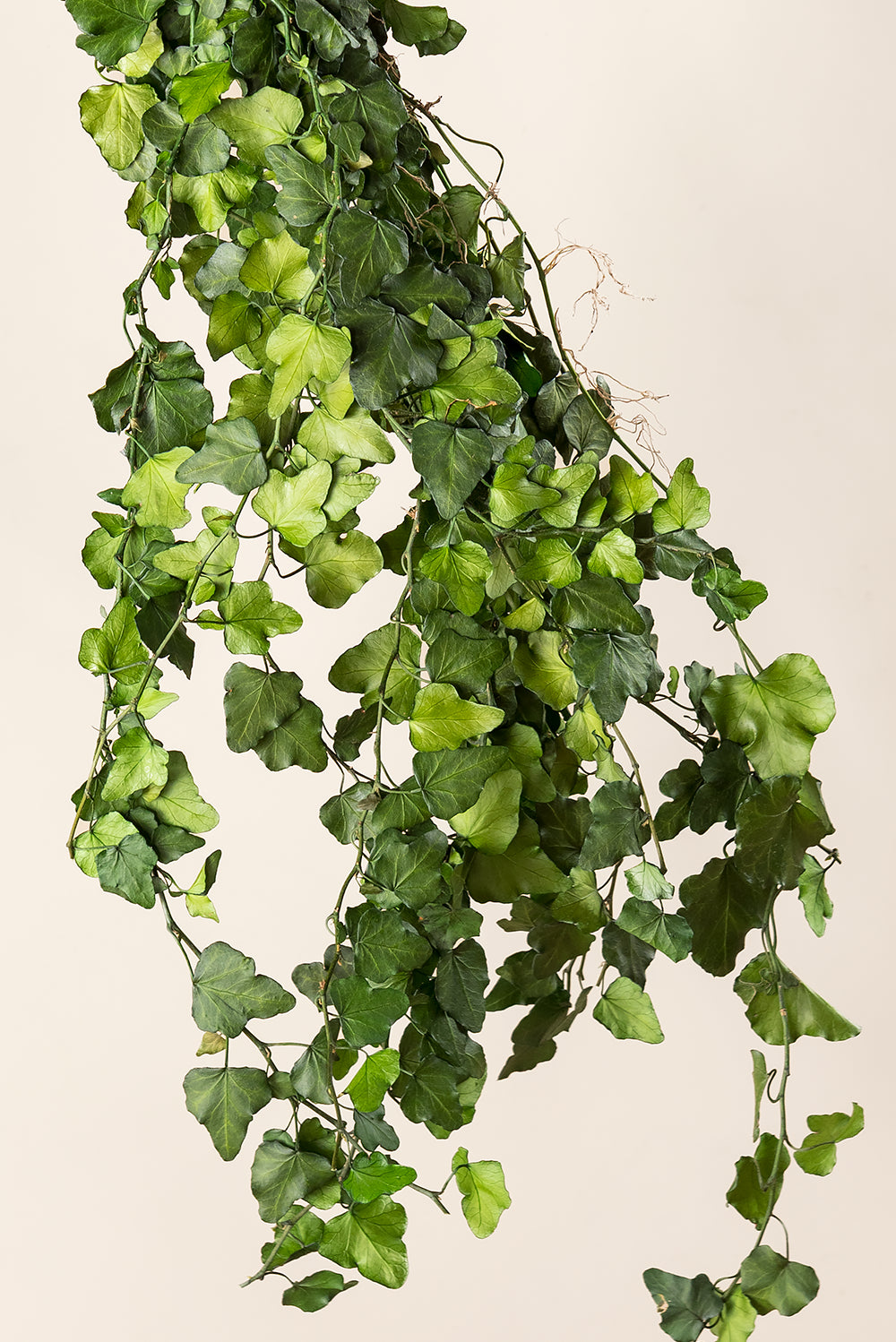 Efeu Hedera Helix Mini