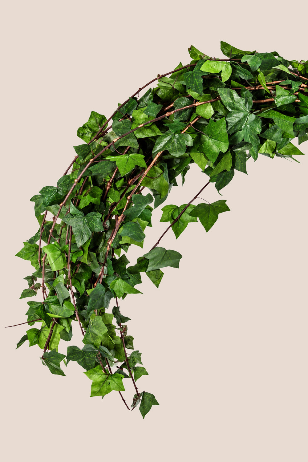 Efeu Hedera Helix