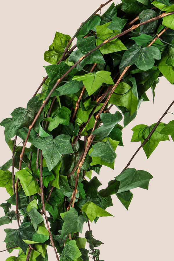 Ivy Hedera Helix