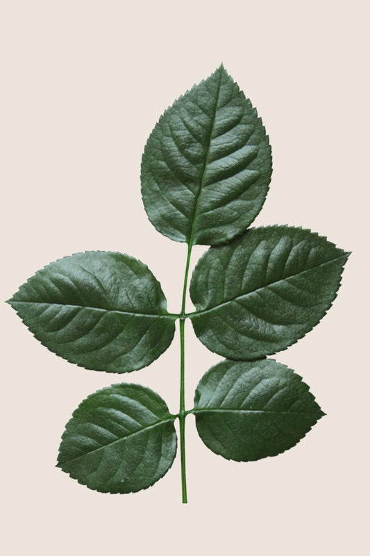 Rosblätter