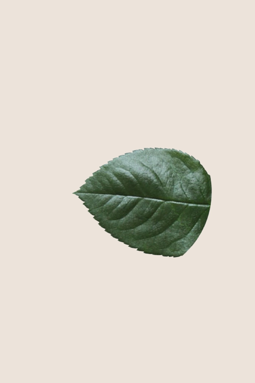 Rose leaves