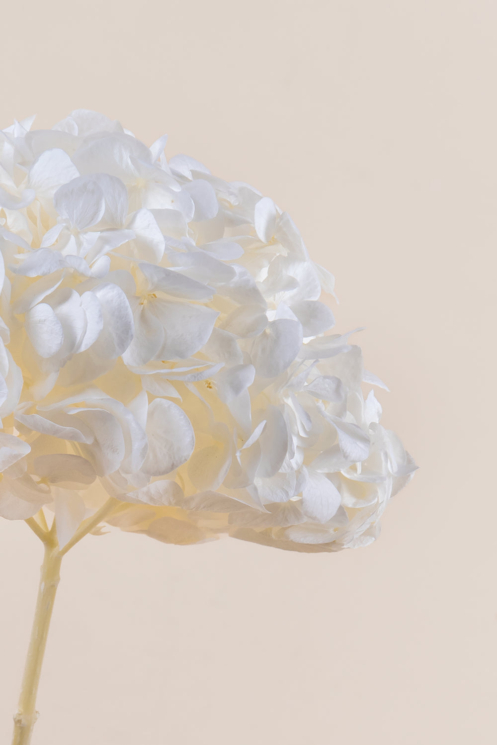 Premium Hydrangea