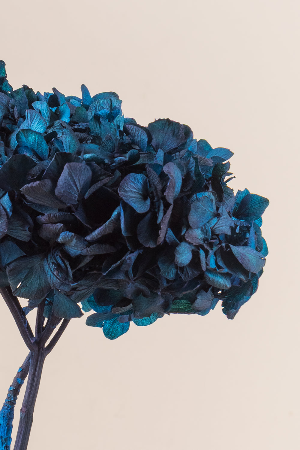 Hortensia commun