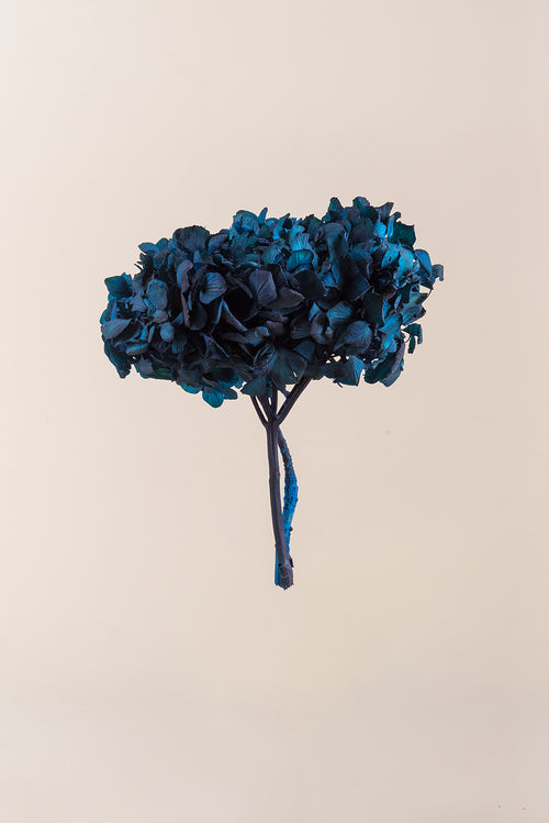 Standard Hydrangea