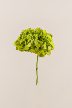 Pistachio Green