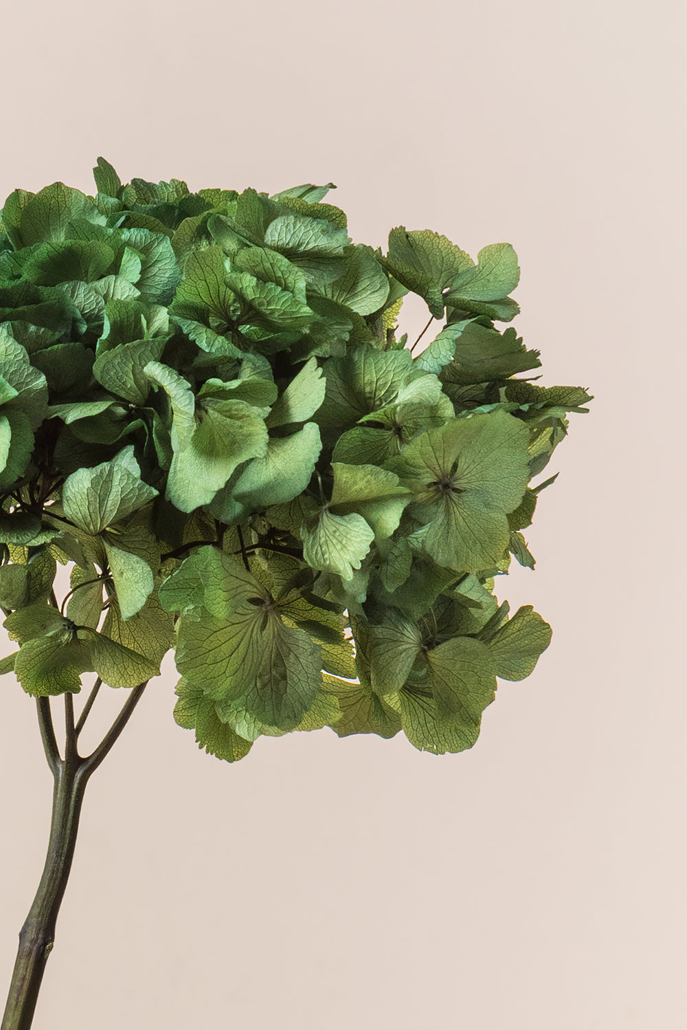 Hortensia commun