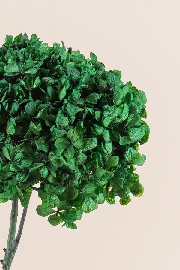 Standard Hydrangea