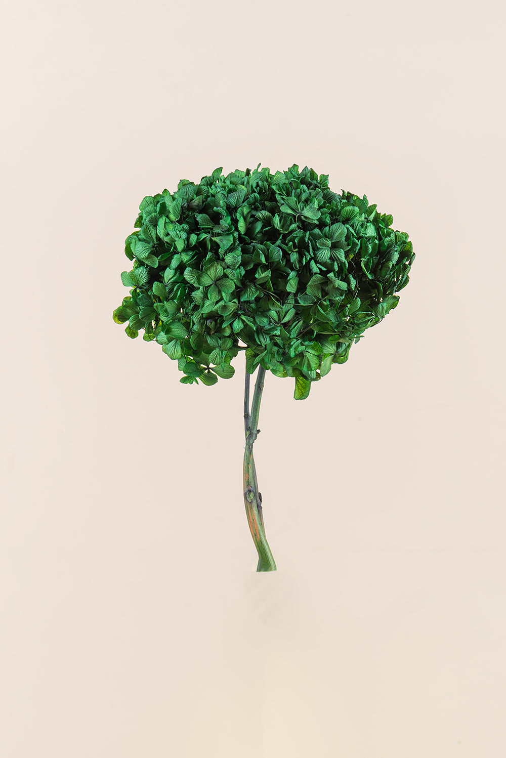 Hortensia commun