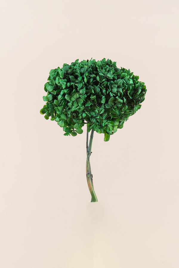 Standard Hydrangea